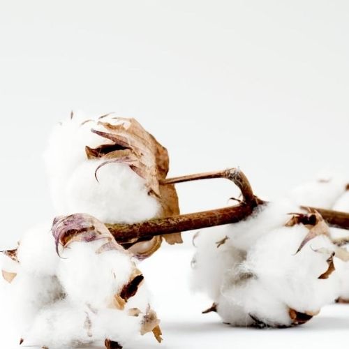 le coton biologique le coton biologique