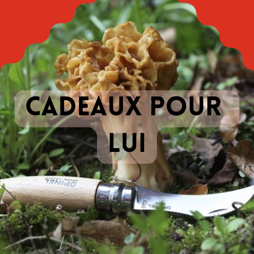 Odoo • Image et Texte
