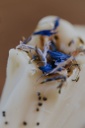 Naturayl | Savon Bio - Karité / Lait de Coco