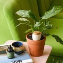 Pepin | Olla Pepin - Blanc nacré