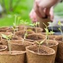 12 Sachets Tomates Anciennes 