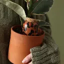 pepinLEOBROWN-115.webp