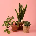 PEPIN_TRIO_LOVE-064.webp