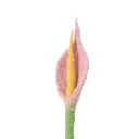 2887-1_grande.webp