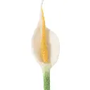 2685-1_grande.webp