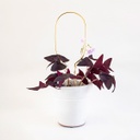 BOTANOPIA || Mini-tuteur Hoop – Doré