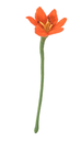 AVEVA DESIGN || Fleur En Laine Éternelle – Lys Coral