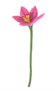 AVEVA DESIGN || Fleur En Laine Éternelle – Lys Pink