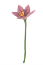 AVEVA DESIGN || Fleur En Laine Éternelle – Lily Pale Pink 