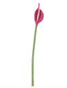 AVEVA DESIGN || Fleur En Laine Éternelle – Flamingo Fuchsia 
