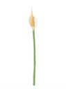 AVEVA DESIGN || Fleur En Laine Éternelle – Flamingo White
