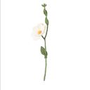 AVEVA DESIGN || Fleur En Laine Éternelle – Rose Sauvage White