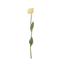 AVEVA DESIGN || Fleur En Laine Éternelle – Rose Lemon