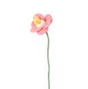 AVEVA DESIGN || Fleur En Laine Éternelle – Jonquille Raspberry