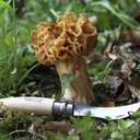 OPINEL || Couteau Champignon N°08