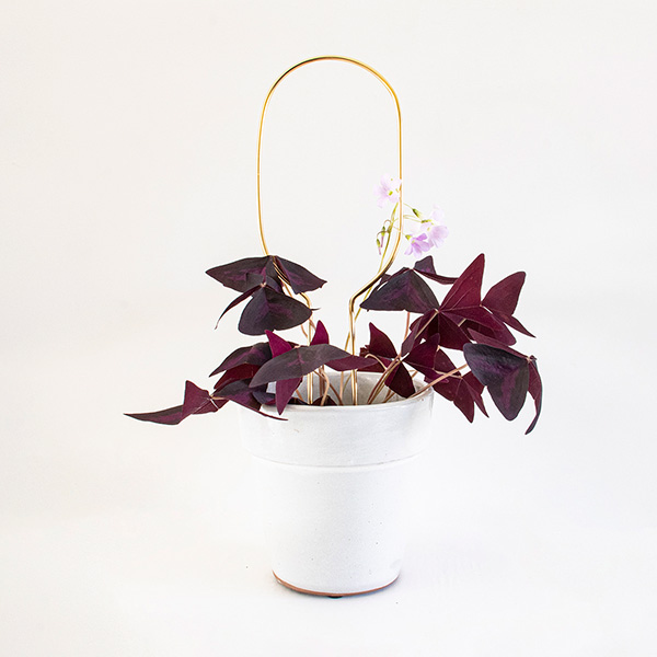 [BTA-SmallPS-Hoop-Gold] BOTANOPIA || Mini-tuteur Hoop – Doré